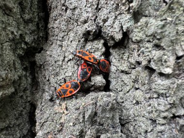 Baharda ağaç kabuğunda turuncu böcekler