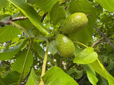 Ağaçta yetişen organik yiyecekler. Yapraklı ağaç yeşili cevizler. Ceviz bahçesinden yaz ağacı. Bir dal yeşil ceviz.