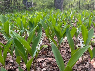 Ormandaki güzel zambaklar