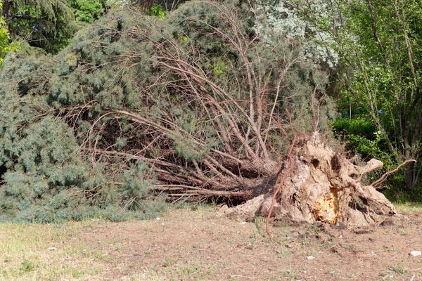 Fallen Tree Storm Storm Damaged Tree Uprooted Broken High Winds — Stock Photo, Image