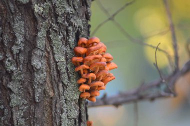 sonbahar, kompozisyon, güneş, masaüstü duvar kağıdı, fotoğraf, mantar, ağaç, turuncu