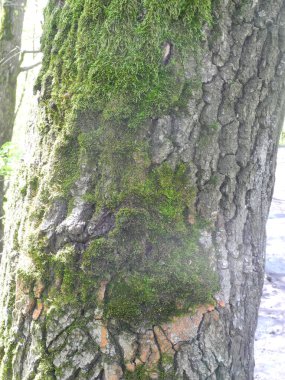 Yosun tutmuş eski bir odun