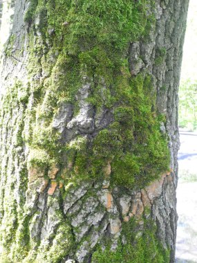 Ağaçta yeşil yosun