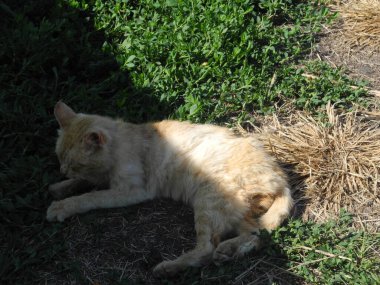 Zencefilli bahçe kedisi baharda yerde ve çimlerde yatar.
