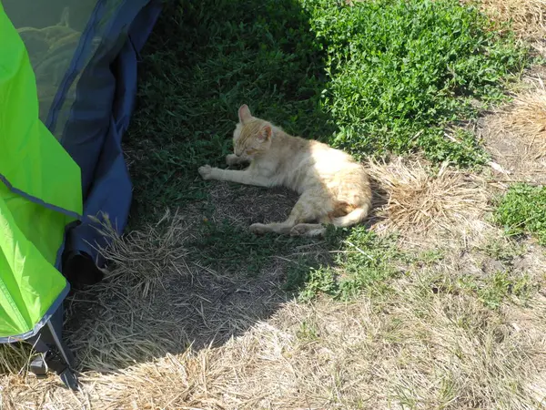 Zencefil şişirilmiş kedi hayvan çimlerin üzerinde yatıyor.