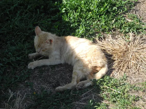 Kızıl kediler yaz mevsiminde çimenlerin üzerinde yatar.