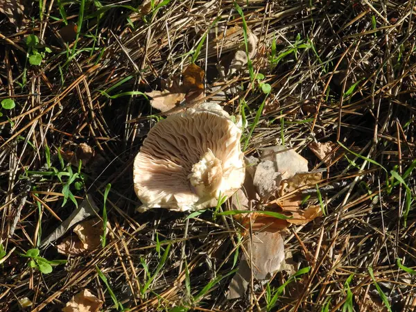 Sonbaharda orman yolunda mantar.