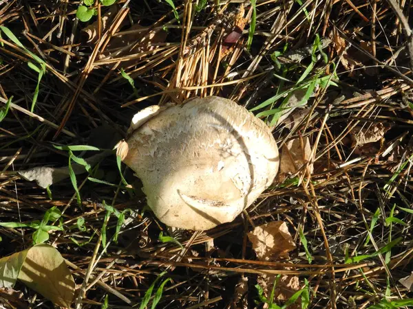 Sonbaharda orman yolunda mantar.