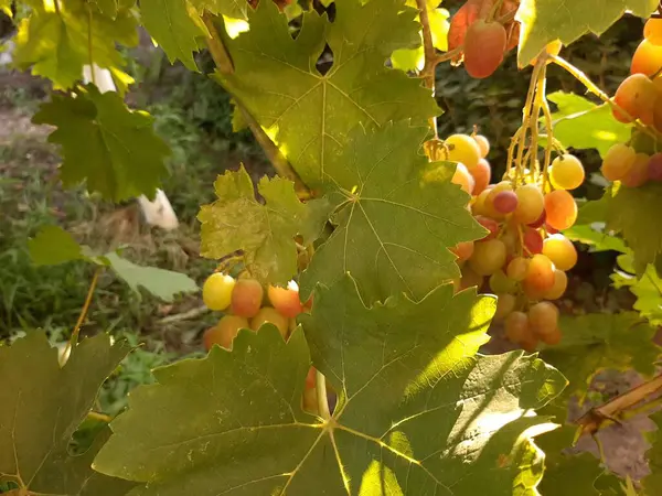 Bahçedeki ağaçta yaprakları olan yeşil üzümler