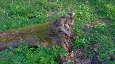 Ormanda yeşil kütük, yakın görüş.