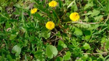 Çimlerde sarı karahindiba