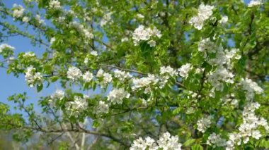 Bahar çiçeklerinde çiçek açan bir ağacın dalını tutan ormandaki bir adam bir insanın görünür elleridir. Yüksek kalite 4k görüntü