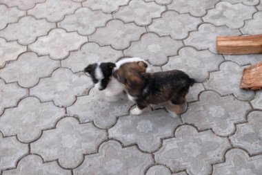 Bahçedeki sevimli köpek..