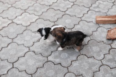 Köpek ve köpek oyunu