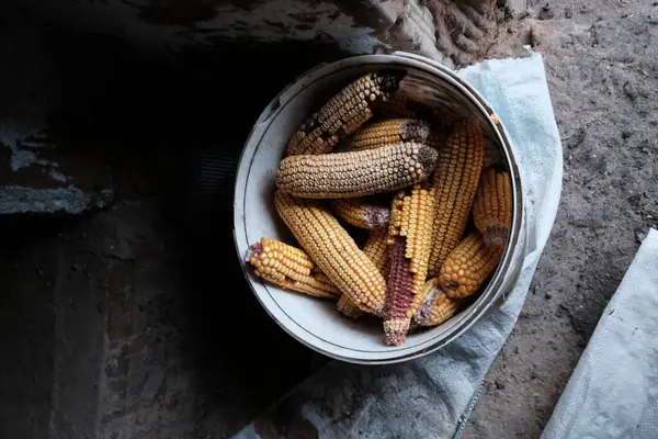 kachany hayvan ve kümes hayvanları komrlenija için Mısır