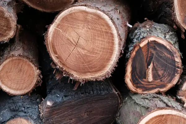 Moda düz ahşap doğal Boyutlanmış günlükleri closeup için arka plan veya soyutlama yatıyordu fotoğraf. kış bahar bakış günlüklerinin ağaçlar farklı türde