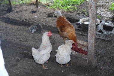 Kümesteki farklı türde tavuklar yemek, kümes hayvanları, horoz ve tavukları görebilirsiniz. Yüksek kalite fotoğraf