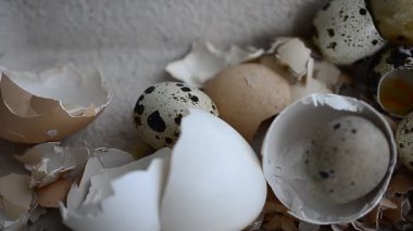 Kırık bir adamın elindeki tavuk kabuğu bir adamın eline inanır. Yüksek kaliteli FullHD görüntüler