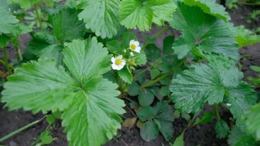Çiftlikteki erkek çiftçi, rüzgarın yaprakları savurduğu görülen çilek çiçeklerini kontrol ediyor. Yüksek kalite 4k görüntü