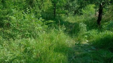 Ormanda orta yaşlı bir adam kareli şortlu ve beyaz şapkalı turistle yürürken yavaşça hava soluyor. Yüksek kalite 4k görüntü