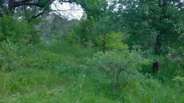 Ormanda orta yaşlı bir adam kareli şortlu ve beyaz şapkalı turistle yürürken yavaşça hava soluyor. Yüksek kalite 4k görüntü