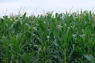 Yaz 1 'de köy köyündeki mısır tarlası