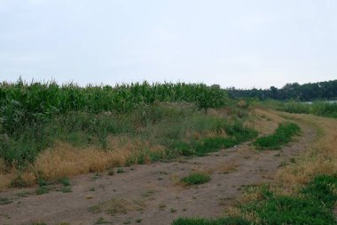 Yazın Güneş Panelleri ve Gölet 'li Kırsal Manzara. Bu fotoğraf, uzun otlar ve sazlıklarla çevrili sakin bir gölet içeren huzurlu bir kırsal alan yakalar. Arka planda, evleri olan küçük bir köy ve sıra sıra güneş panelleri görülebiliyor. 