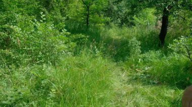 Ormanda orta yaşlı bir adam kareli şortlu ve beyaz şapkalı turistle yürürken yavaşça hava soluyor. Yüksek kalite 4k görüntü