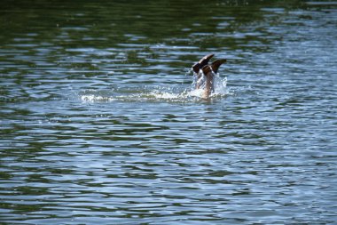 Nehirde bir adam suya dalıyor. Suyun ayaklarını görebilirsin.