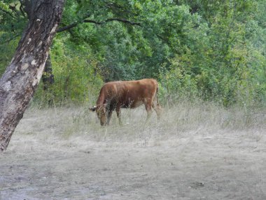 Kahverengi inekler ormandaki çayırlarda otluyor.