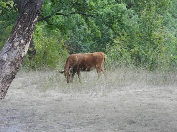 Kahverengi inekler ormandaki çayırlarda otluyor.