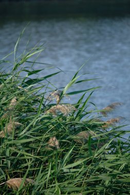 Yazın gölde sazlıklar. Bitkinin suyunu görebilirsin.