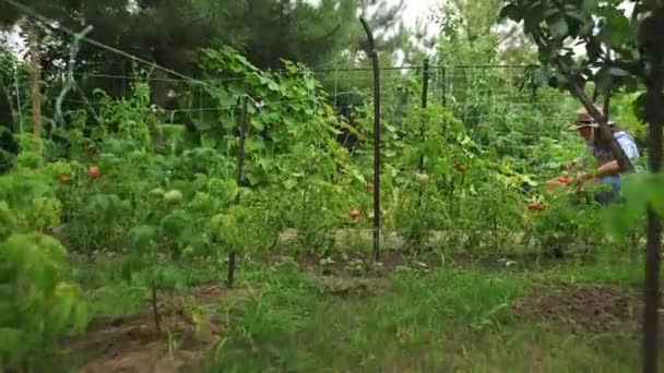 Steadicam Shot Eco Farm Growing Tomato Plant Focus Shifts Farmer — Stock Video