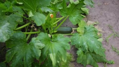 Olgunlaşan kabağın ya da kabağın tam üstüne kablo döşemek, bir eko-çiftliğin açık zemininde büyümek. Tarım. Çiftçi pazarlarında satılık organik sebzeler ve bitkiler yetiştiriyor. Tarım sektörü