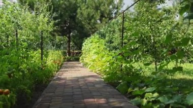 Sabit çekim. Evin arka bahçesindeki sebze bahçesinde olgunlaşan domatesler ve salatalıklar yetiştiriyordu. Çevre tarımı. Bahçıvanlık. Tarım hobisi ve iş. Büyüyen Hasat Ekimi