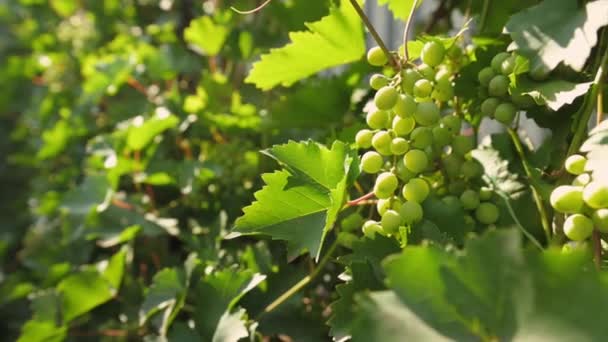 日光は有機ブドウ畑のブドウ畑からぶら下がる緑のブドウの熟成クラスターを通って落ちる ブドウ栽培だ つるの成長 ウクライナのブドウ栽培 有機ブドウの栽培 — ストック動画