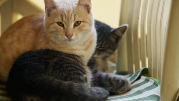 Portret Van Twee Schattige Kleine Katten Gestreepte Pluizige Kittens Grijs — Stockvideo