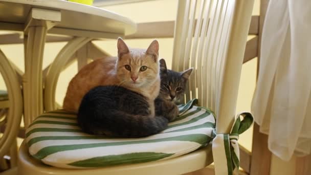 Urocze Puszyste Rude Szare Kociaki Śpią Razem Krześle Dwa Słodkie — Wideo stockowe