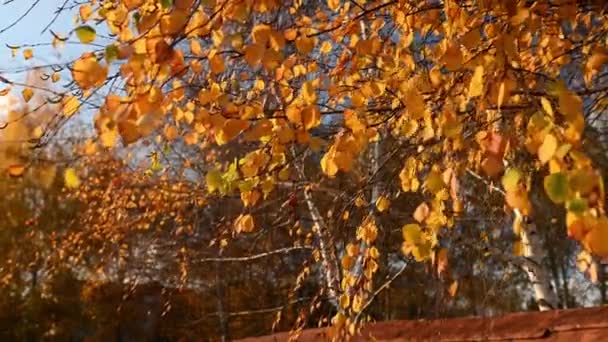 Ηλιοβασιλέματα Ηλιαχτίδες Πέφτουν Στα Φωτεινά Φύλλα Της Πορτοκαλί Σημύδας Που — Αρχείο Βίντεο