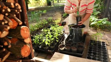 Close-up of farmer planting sprouted pepper seedling in a pot with fertile soil. Agricultural hobby. Agriculture. Eco farming. Start of the planting season in early spring day. Copy advertising space