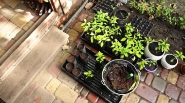 Overhead view of sprouted seedlings of peppers in agro cassettes and peat pots, growing baby plants in the vegetable garden during spring planting in open ground. Agriculture. Farming. Steadicam shot
