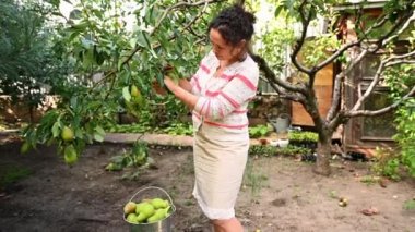 Multi-ethnic middle-aged pretty woman farmer, gardener picks ripe organic pears on orchard. Seasonal farm work, harvesting season. Rural life. Agriculture.Farming. Sustainable lifestyle and resources