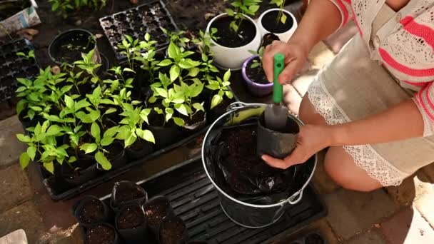 View Woman Amateur Gardener Putting Black Fertile Soil Metal Bucket — Stok video