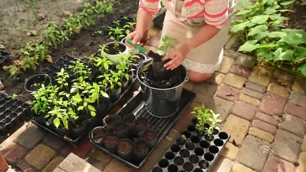 Woman Transplanting Germinated Seedlings Pots Early Spring Gardening Agriculture Farming — Vídeos de Stock