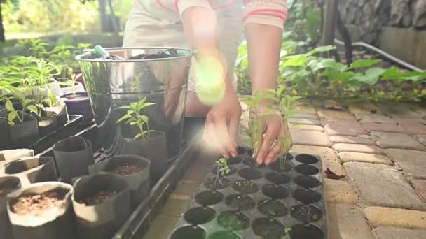 Selective Focus Farmers Hands Taking Out Germinated Seedlings Roots Black — Vídeos de Stock