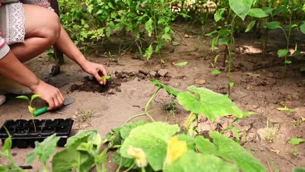 Close Farmer Planting Sprouted Pepper Seedlings Hole Covering Earth Growing — Stock video