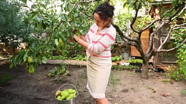 Multi Ethnic Middle Aged Pretty Woman Farmer Gardener Picks Ripe — Stock Video