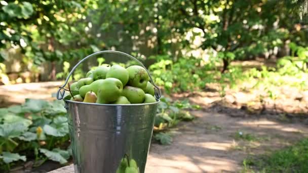 Focus Galvanized Metal Bucket Full Fresh Ripe Harvestes Pears Orchard — Vídeo de stock