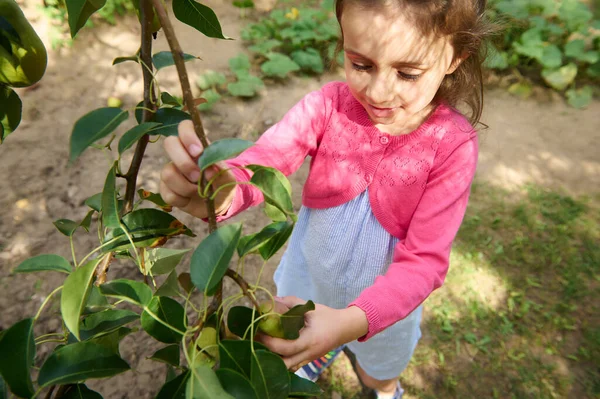 View from above of a Caucasian cute baby girl, picking ripe organic pears in orchard on a warm autumn day. Autumn harvest time. Harvesting pears and stocking for winter. Eco farming. Gardening concept
