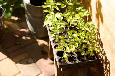 Top view of agro cassettes with sprouted seedling of pepper growing in greenhouse conditions, ready for transplanting in open ground in the early springtime. Gardening. Eco farming. Agriculture.